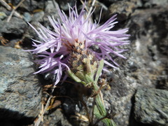 Centaurea arrigonii