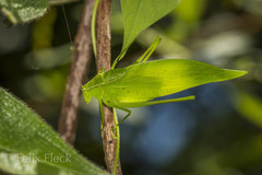 Orophus