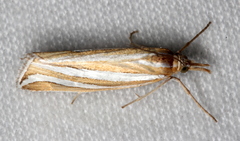 Hednota bivittella