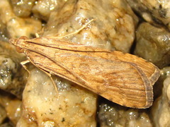 Nomophila noctuella