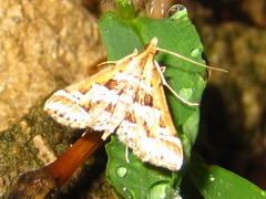 Diasemia accalis