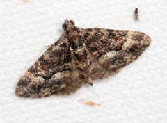 Eucymatoge peplodes