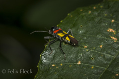 Fibrenus gibbicollis