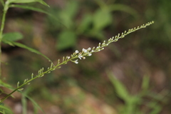 Lysimachia fortunei