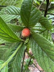 Atractocarpus hirtus