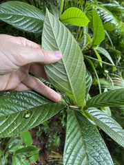 Atractocarpus hirtus