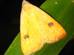 Rivula sericealis