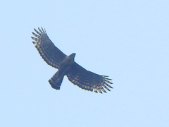 Nisaetus kelaarti