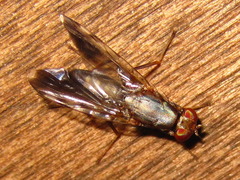 Euphranta nigrescens