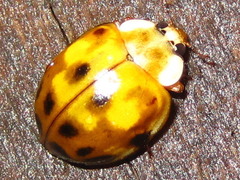 Harmonia yedoensis