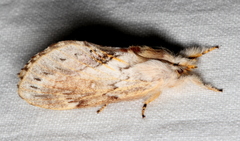 Porela cinerea