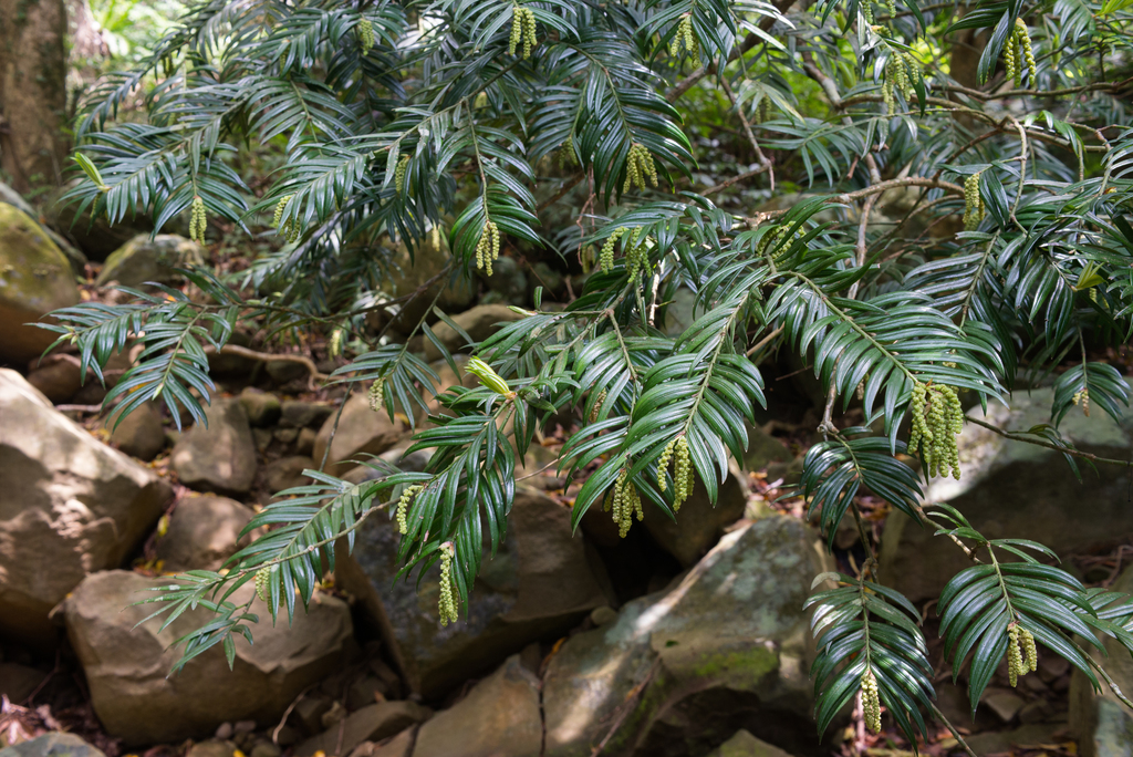 Taiwan catkin-yew in March 2019 by 張智翔 · iNaturalist