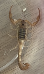 Centruroides guanensis