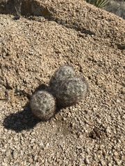 Escobaria alversonii