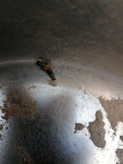 Platydracus stercorarius