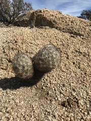 Escobaria alversonii