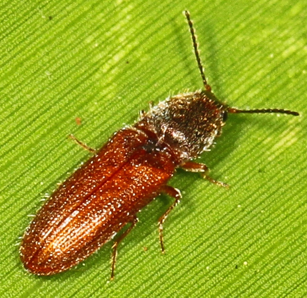 Limonius semiaeneus