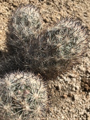 Escobaria alversonii