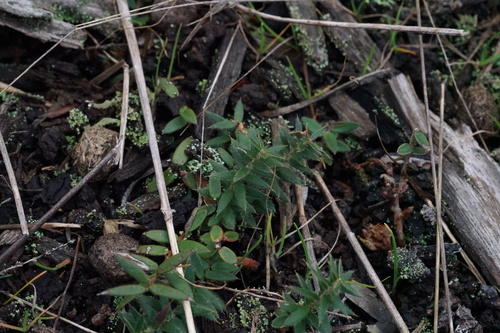 Image of Trailing Ground-Berry (Acrotriche prostrata) by (c) Ben Fisher, some rights reserved (CC BY)