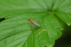 Norellisoma spinimanum
