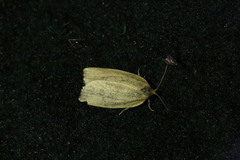 Zelotherses unitana