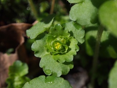 Chrysosplenium japonicum