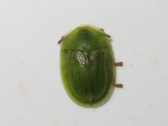 Cassida denticollis