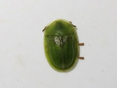 Cassida denticollis