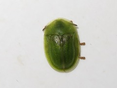 Cassida denticollis