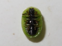 Cassida denticollis