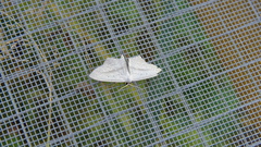 Scopula emutaria