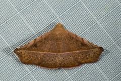 Eublemma quadripunctata