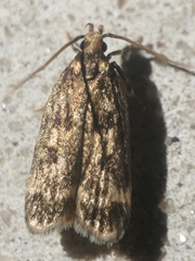 Martyringa latipennis