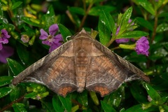 Episparis tortuosalis