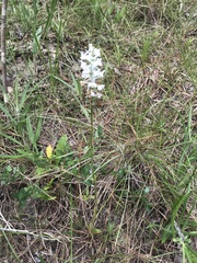 Platanthera nivea