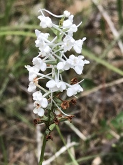 Platanthera nivea