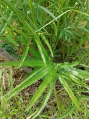 Sanguisorba parviflora