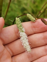 Sanguisorba parviflora