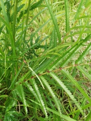 Sanguisorba parviflora