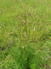 Sanguisorba parviflora