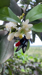Aethria haemorrhoidalis