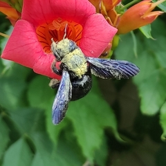 Xylocopa violacea