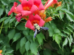 Xylocopa violacea