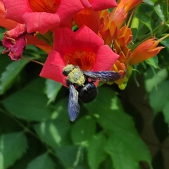 Xylocopa violacea