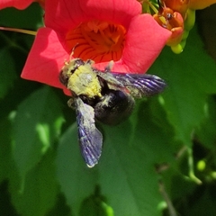Xylocopa violacea