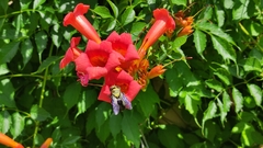 Xylocopa violacea