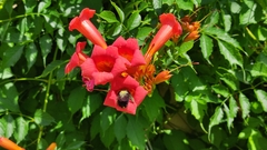 Xylocopa violacea