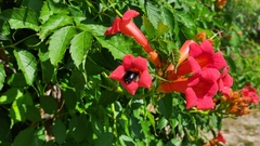 Xylocopa violacea