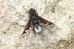 Image of Anthrax albofasciatus