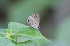 Luthrodes pandava